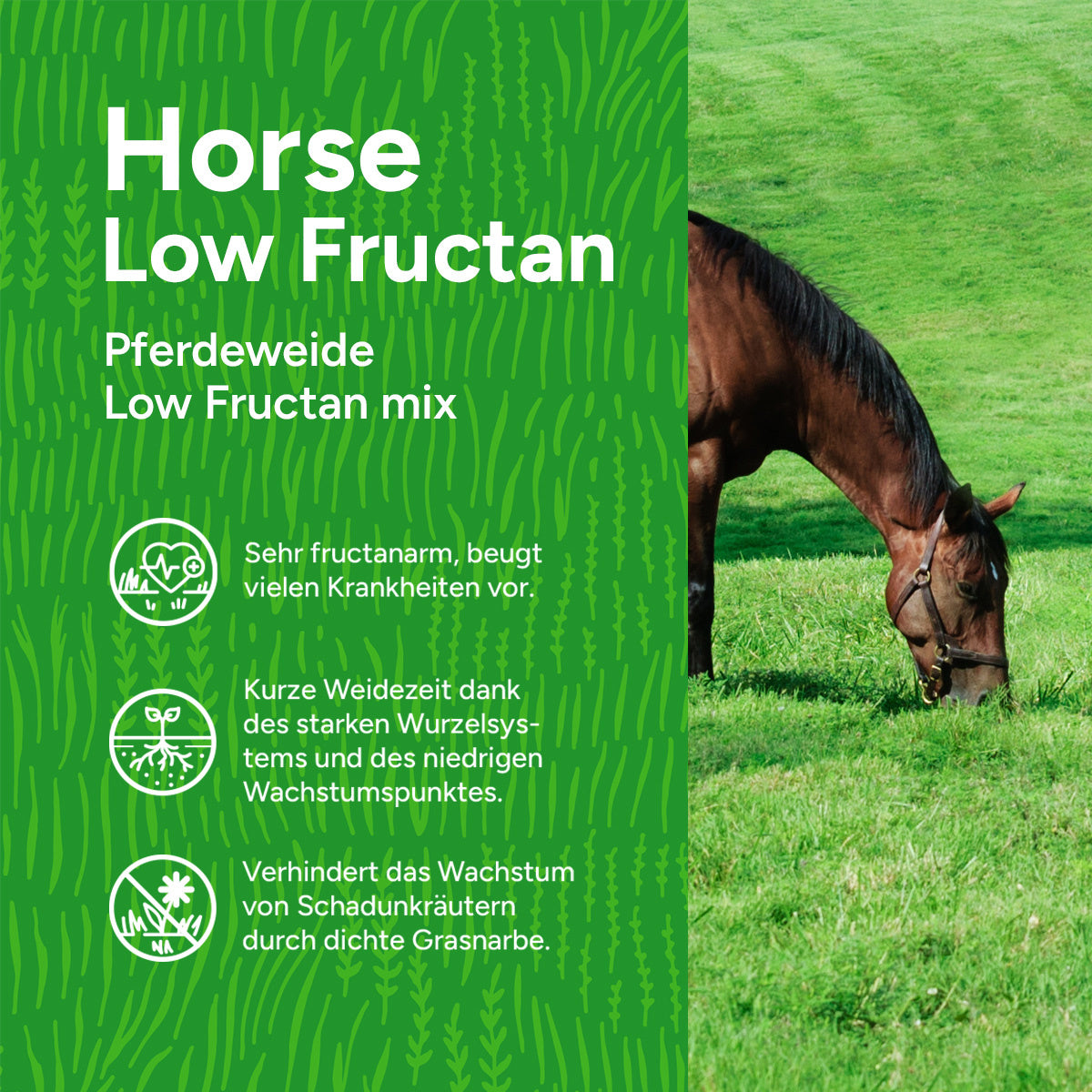 MRS Seeds & Mixtures Horse – Low Fructan mix | Pferdeweide [de]