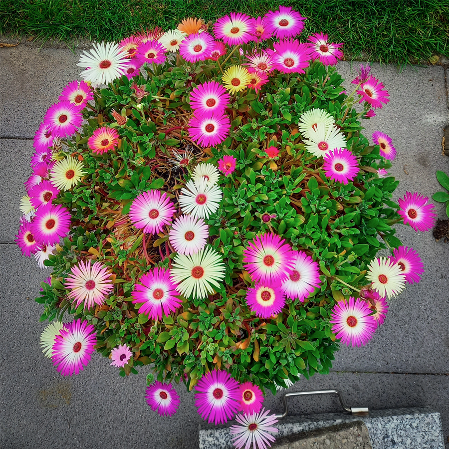 MRS Seeds & Mixtures IJsbloem - Mesembryanthemum [nl]