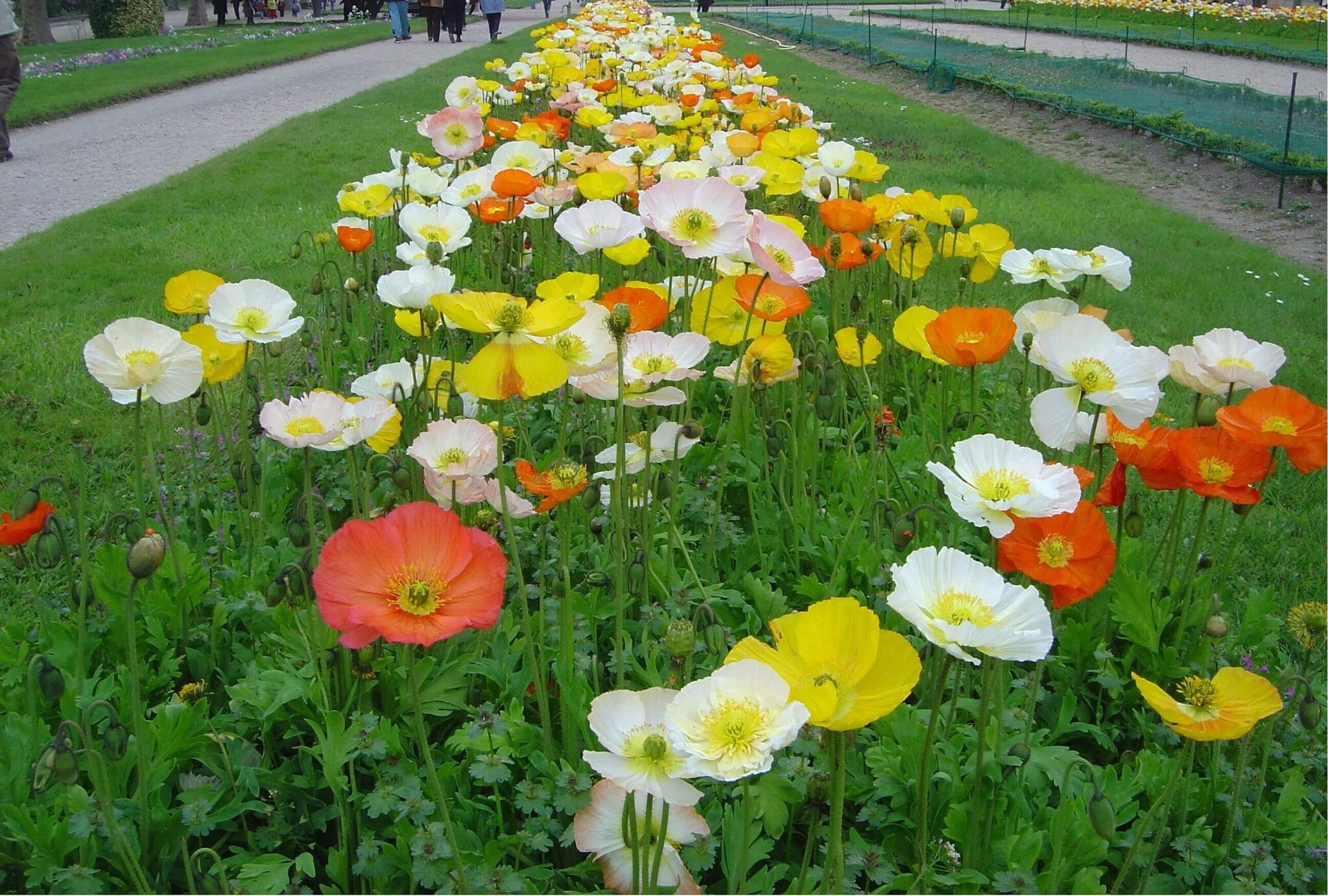 MRS Seeds & Mixtures IJslandse Klaproos - Papaver nudicaule