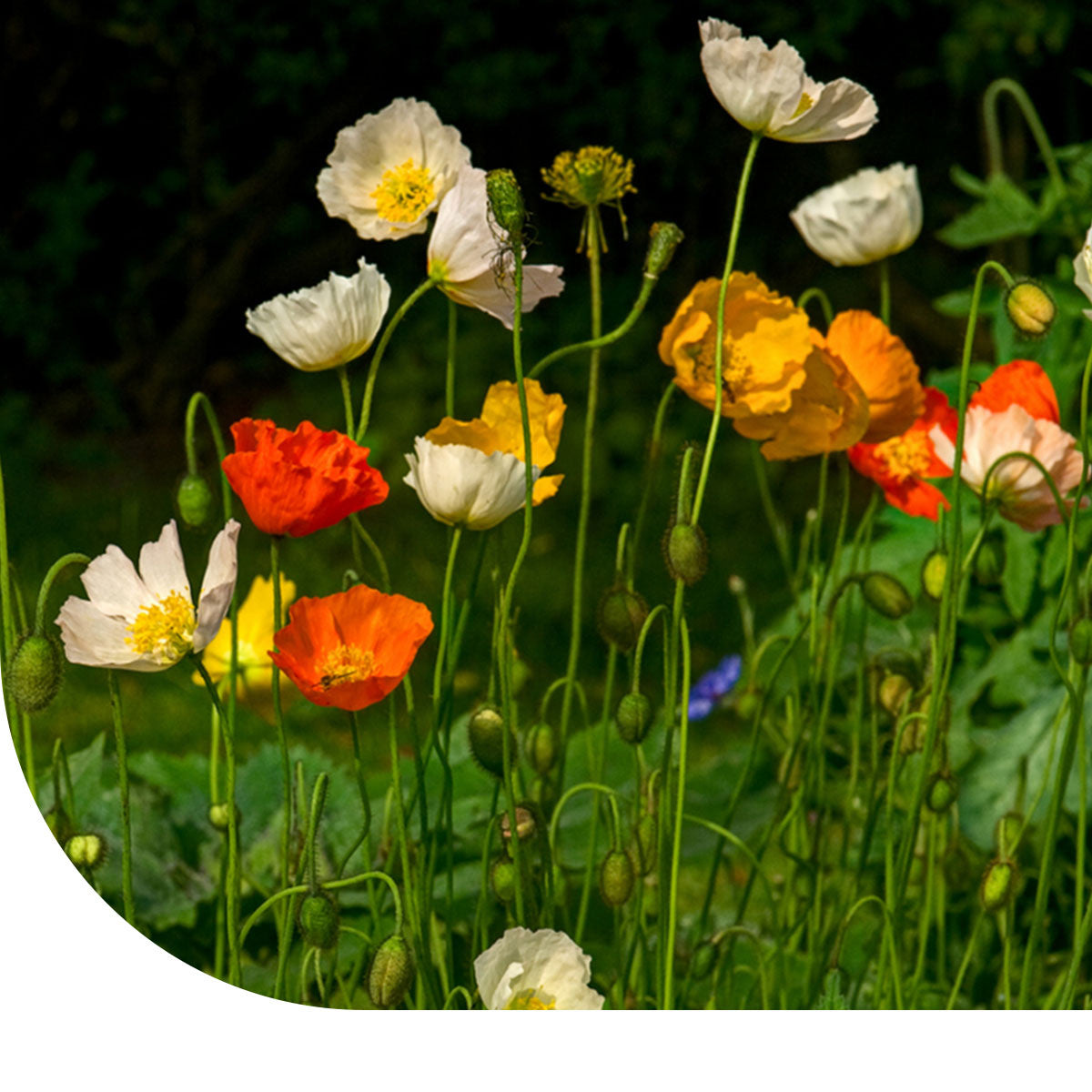 MRS Seeds & Mixtures IJslandse Klaproos - Papaver nudicaule