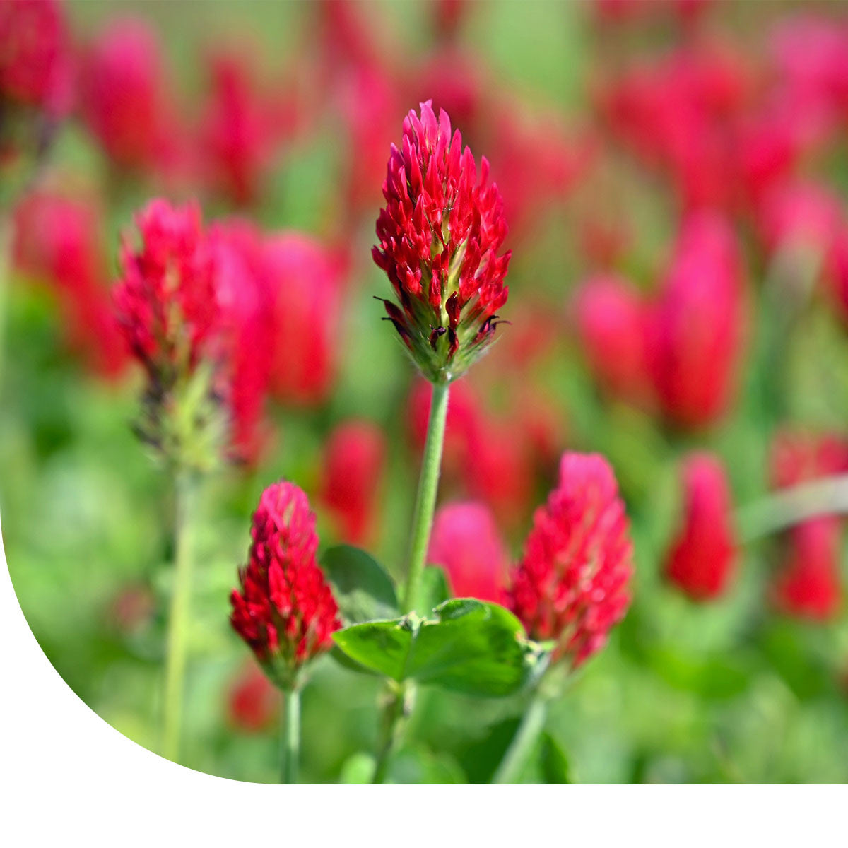 MRS Seeds & Mixtures Inkarnaat Klaver - Trifolium incarnatum