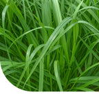 MRS Seeds & Mixtures Italienisches Weidelgras - Lolium multiflorum [de]