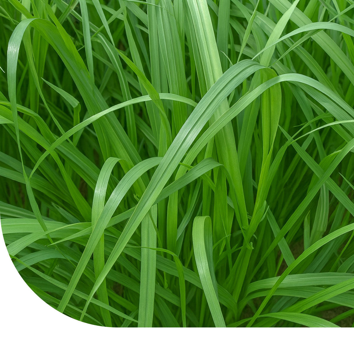 MRS Seeds & Mixtures Italienisches Weidelgras - Lolium multiflorum [de]