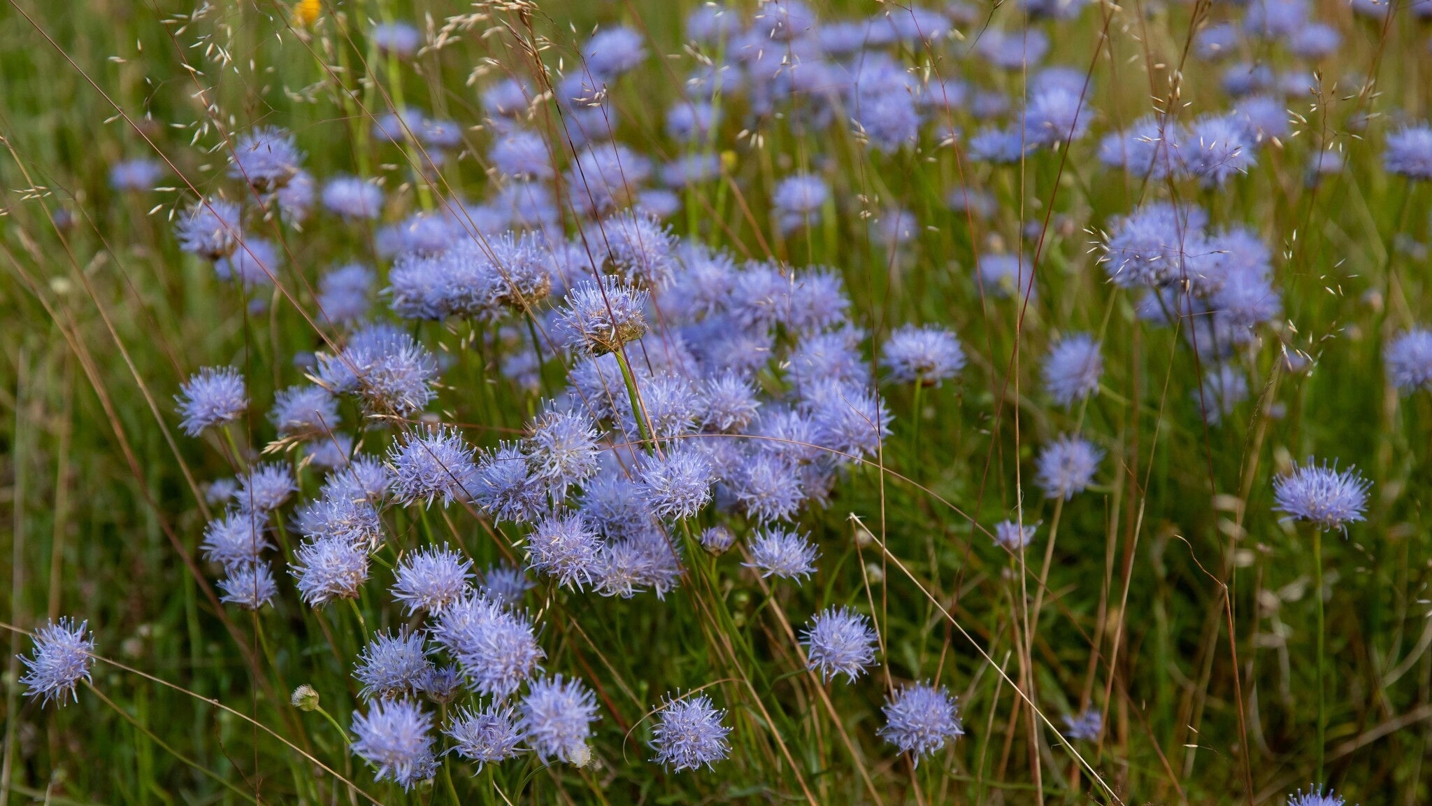 MRS Seeds & Mixtures Jasione des montagnes – Jasione montana [fr]