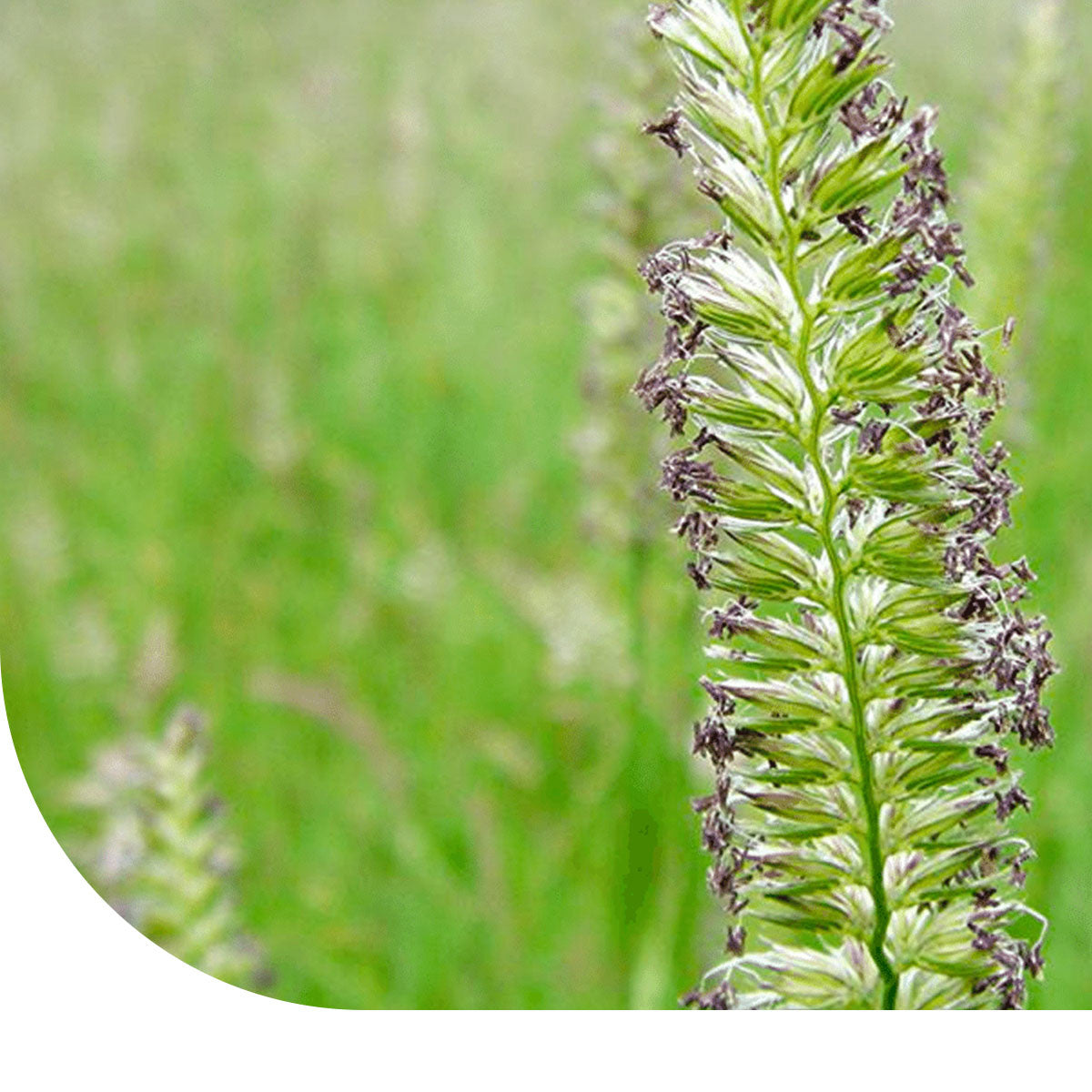 MRS Seeds & Mixtures Kamgras zaden - Cynosurus cristatus