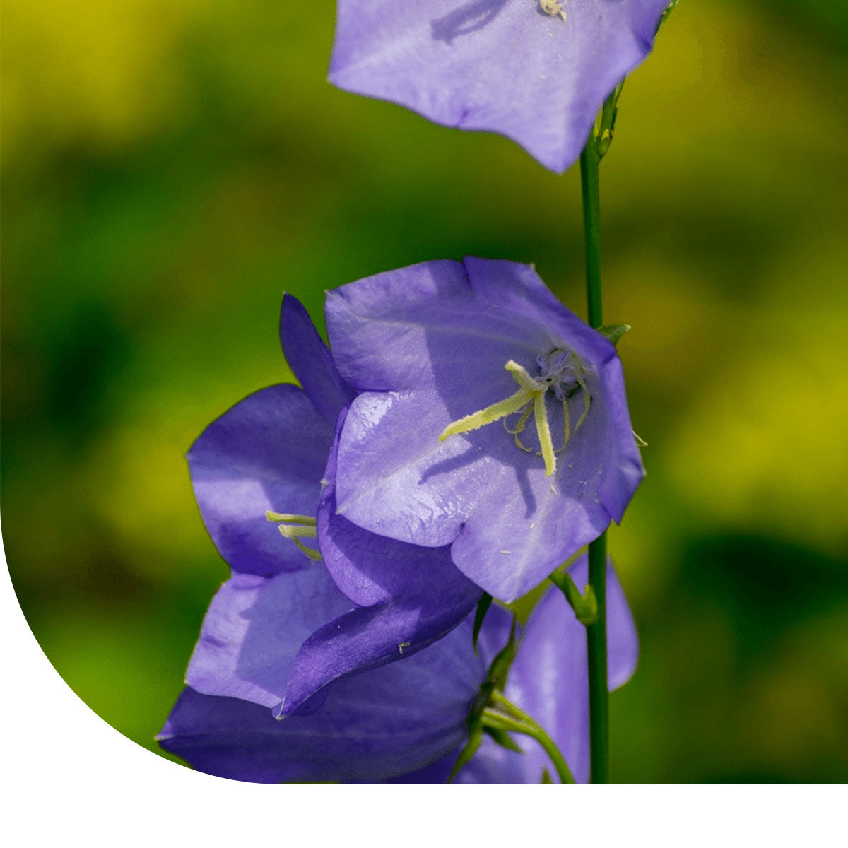 MRS Seeds & Mixtures Karpatenklokje - Campanula carpatica