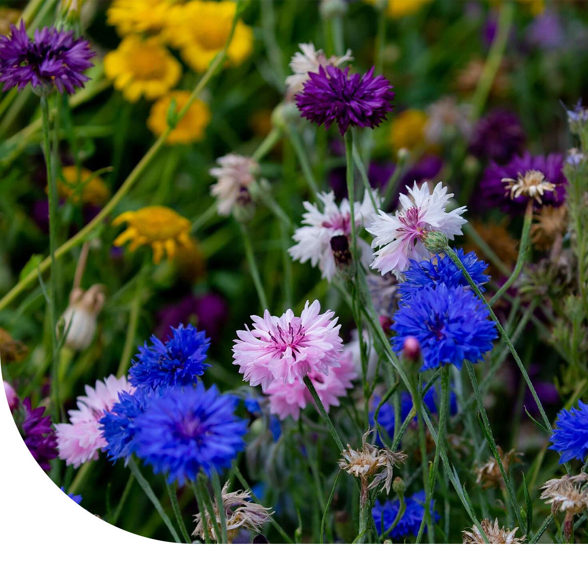 MRS Seeds & Mixtures Keizerskorenbloem - Centaurea moschata imperialis