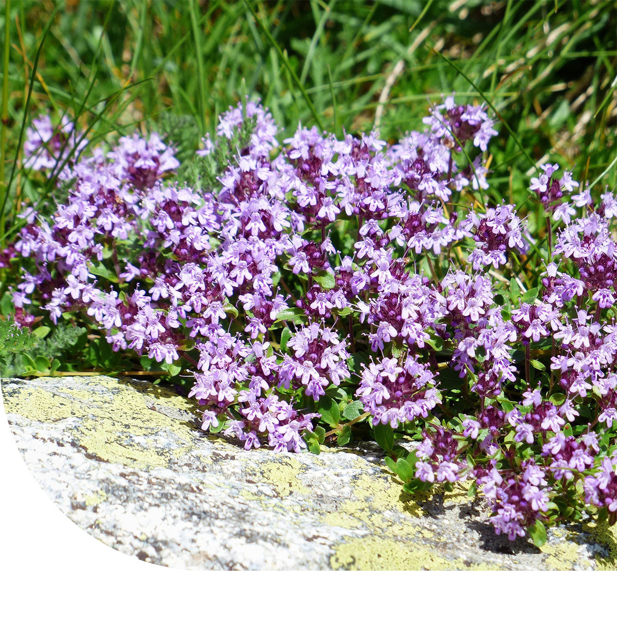 MRS Seeds & Mixtures Kleine Tijm - Thymus serpyllum