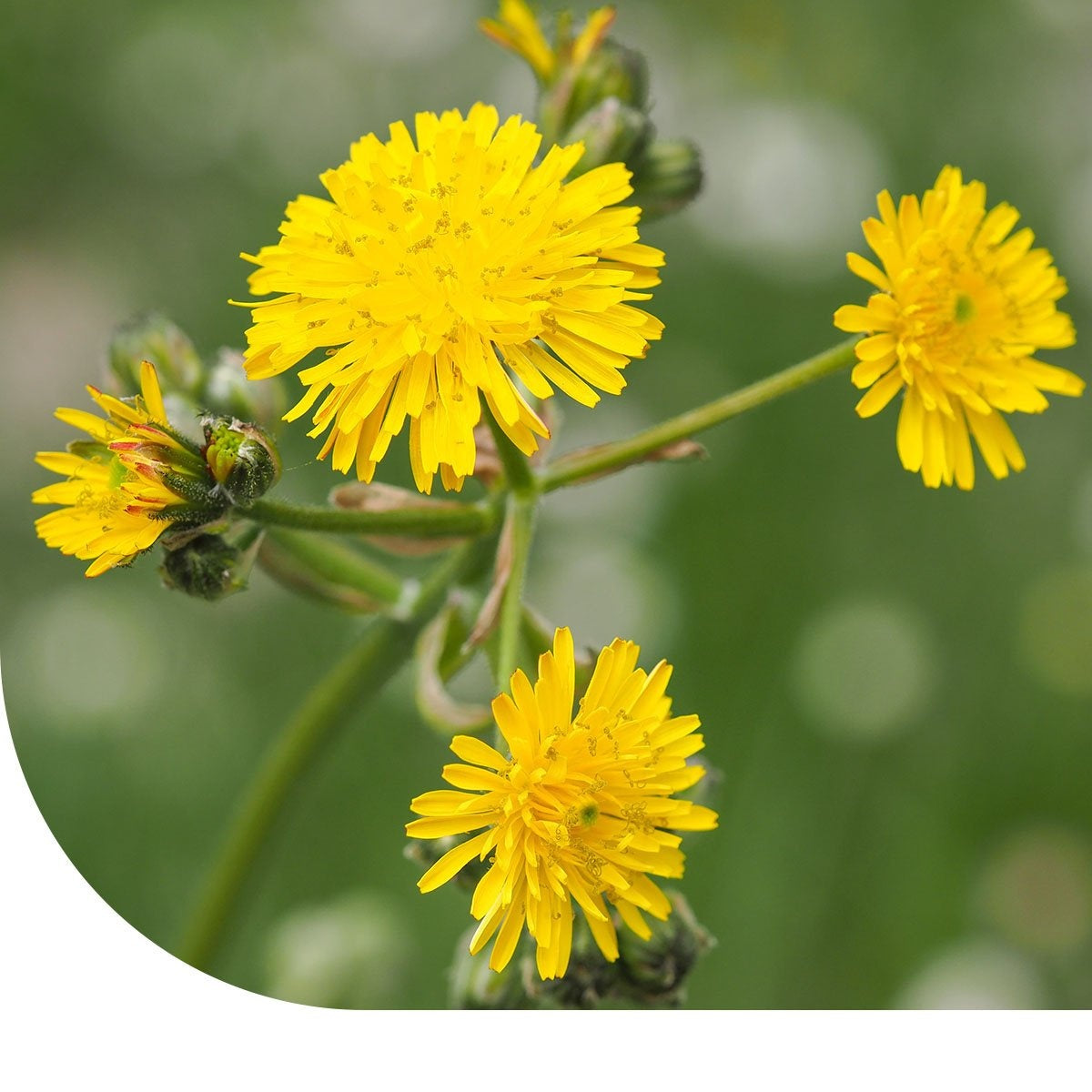 MRS Seeds & Mixtures Kleines Habichtskraut – Hieracium pilosella [de]