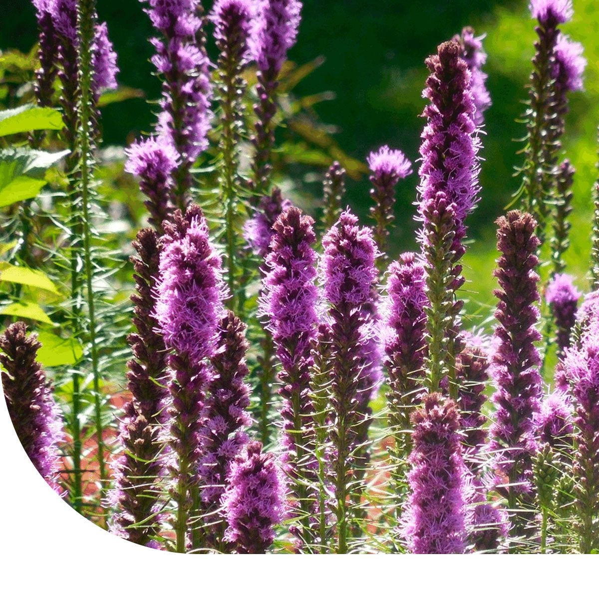 MRS Seeds & Mixtures Knopige slangenwortel - Lampenpoetser