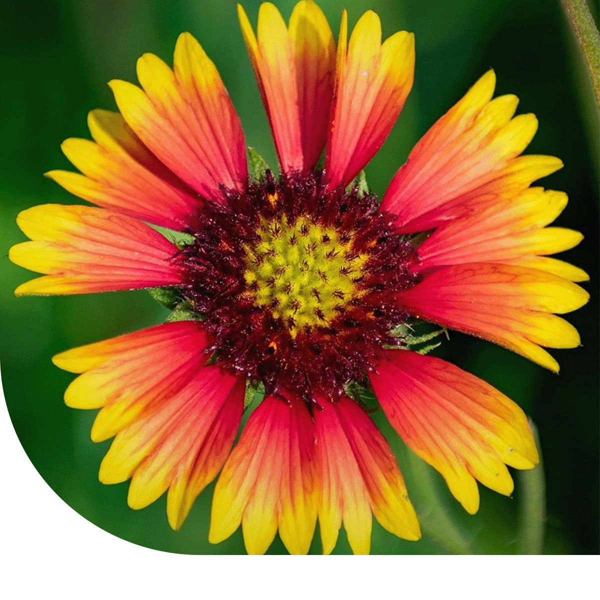 MRS Seeds & Mixtures Kokardebloem - Gaillardia aristata