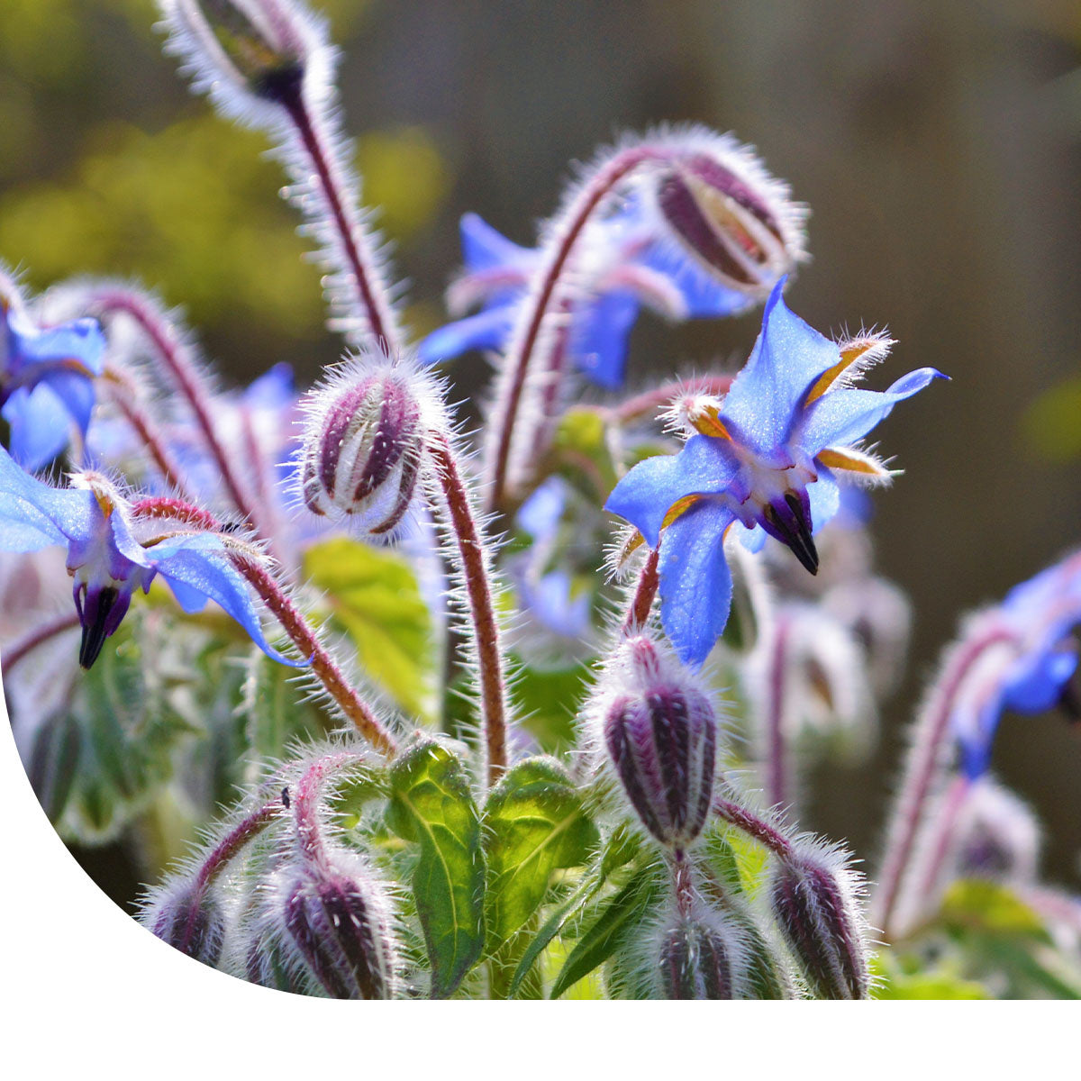MRS Seeds & Mixtures Komkommerkruid - Borage - Bernagie