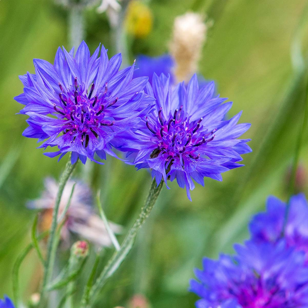 MRS Seeds & Mixtures Korenbloem - Centaurea cyanus