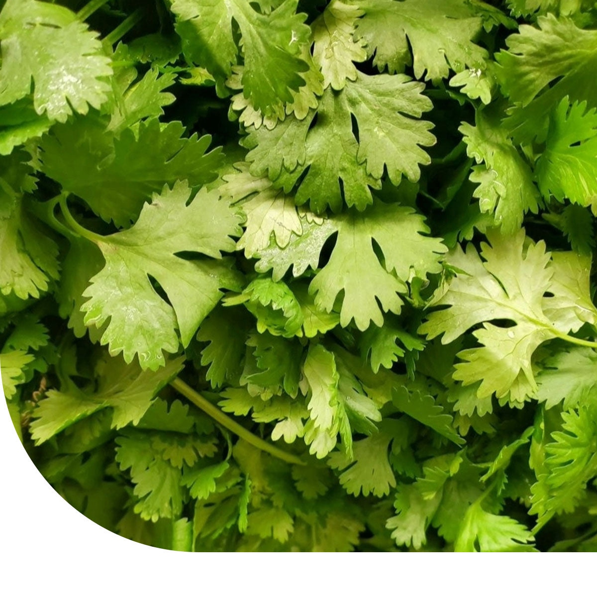 MRS Seeds & Mixtures Koriander zaden - Cilantro