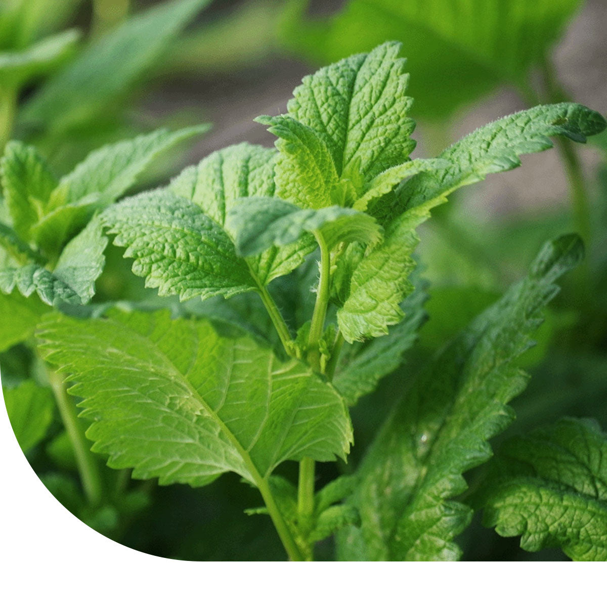 MRS Seeds & Mixtures Kruizemunt - Mentha spicata