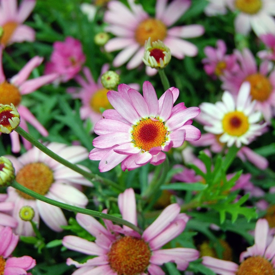 MRS Seeds & Mixtures Laagbloemenmengsel 1- en meerjarig