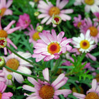 MRS Seeds & Mixtures Laagbloemenmengsel 1- en meerjarig