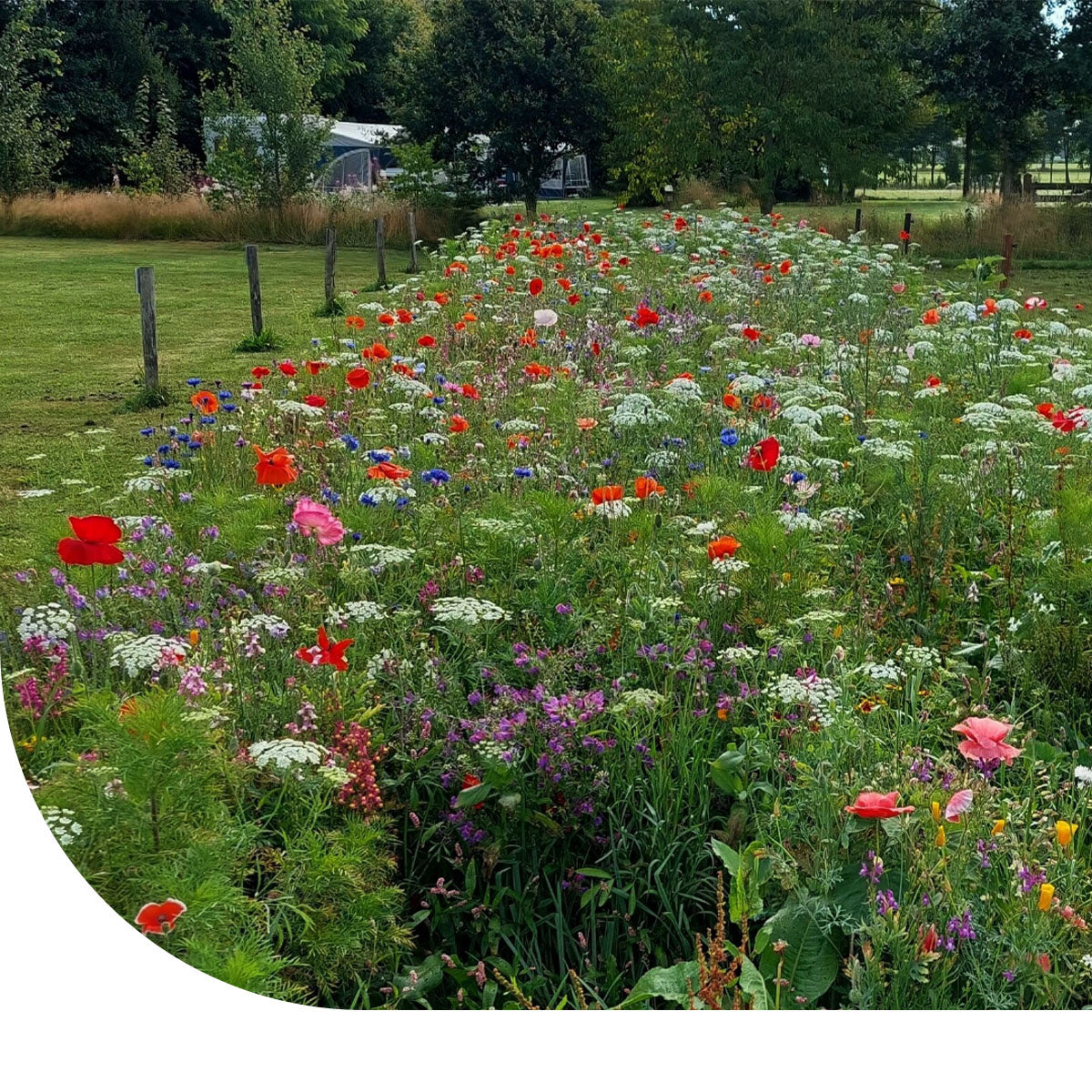 MRS Seeds & Mixtures Laagbloemenmengsel 1- en meerjarig