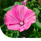 MRS Seeds & Mixtures Lavatera Trimestris - grootbloemig