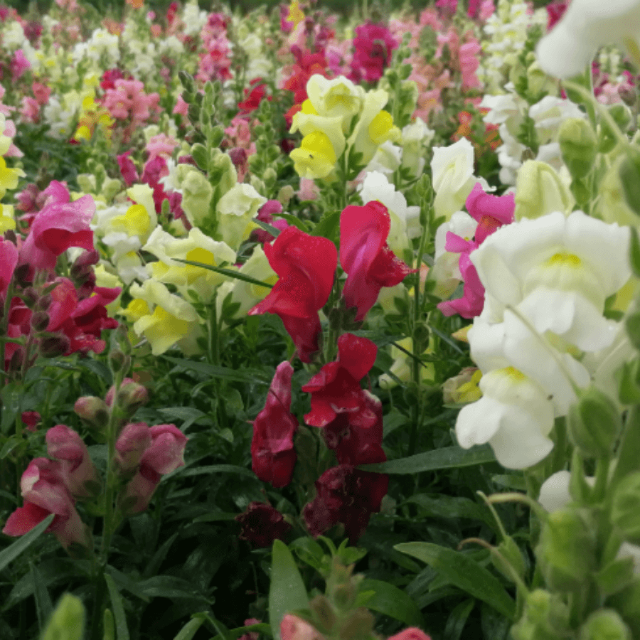 MRS Seeds & Mixtures Leeuwenbekje  gemengd [nl]