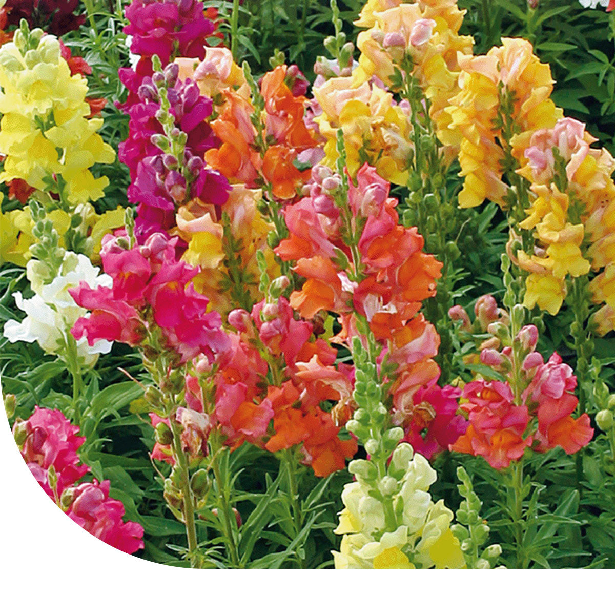 MRS Seeds & Mixtures Leeuwenbekje  gemengd