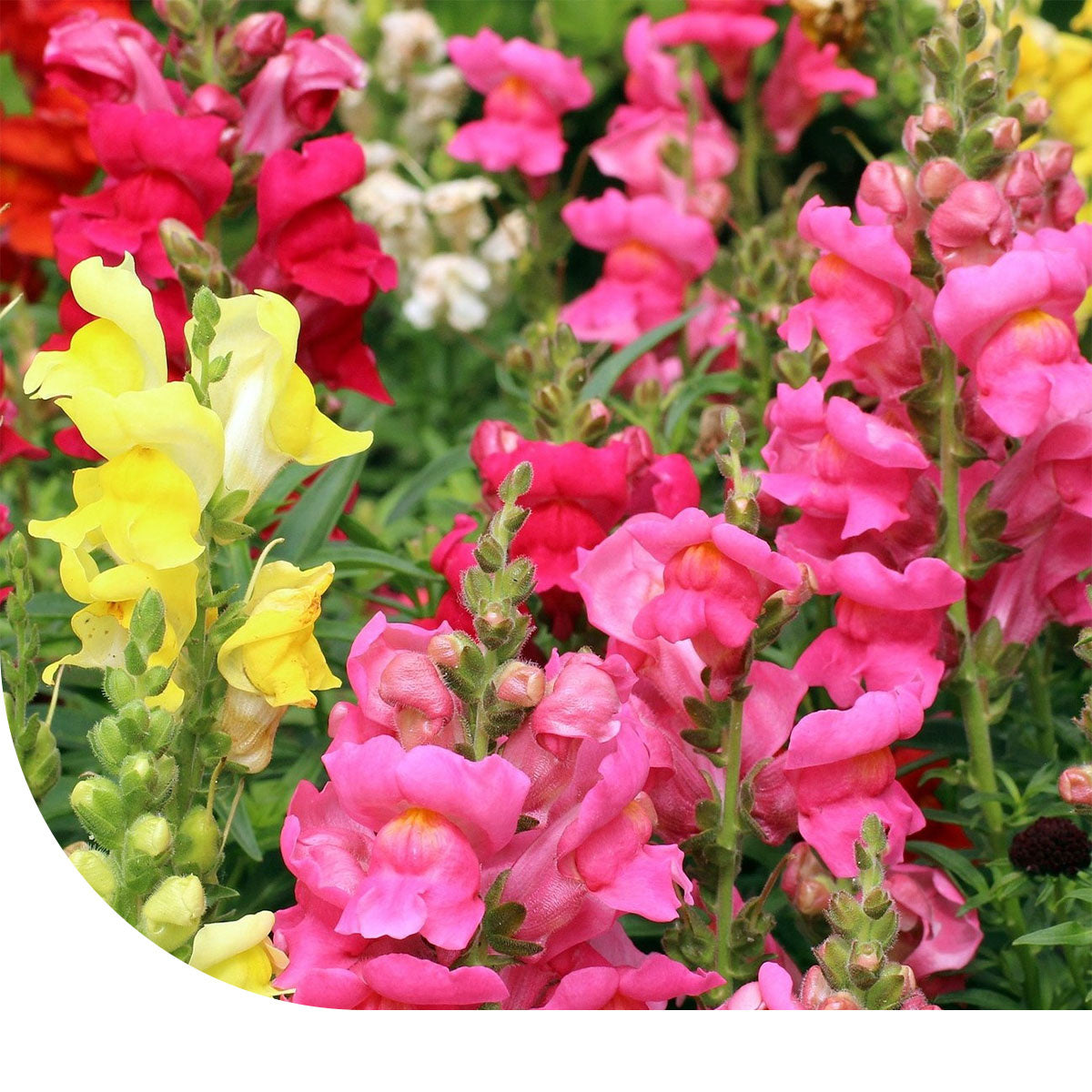 MRS Seeds & Mixtures Leeuwenbekje halfhoge - Antirrhinum