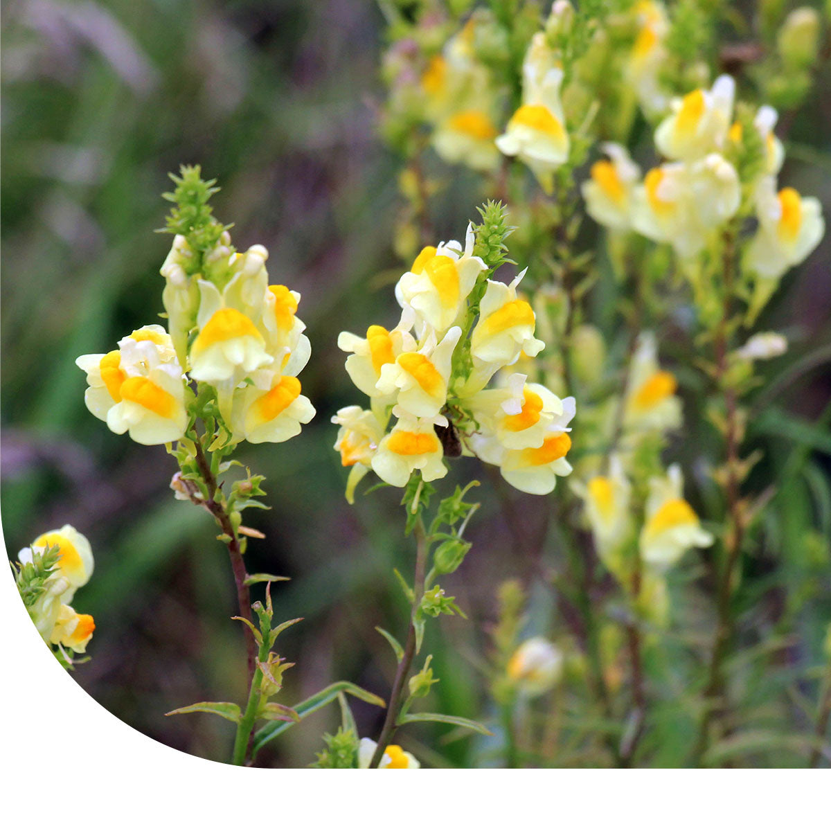 MRS Seeds & Mixtures Linaire commune – Linaria vulgaris [fr]