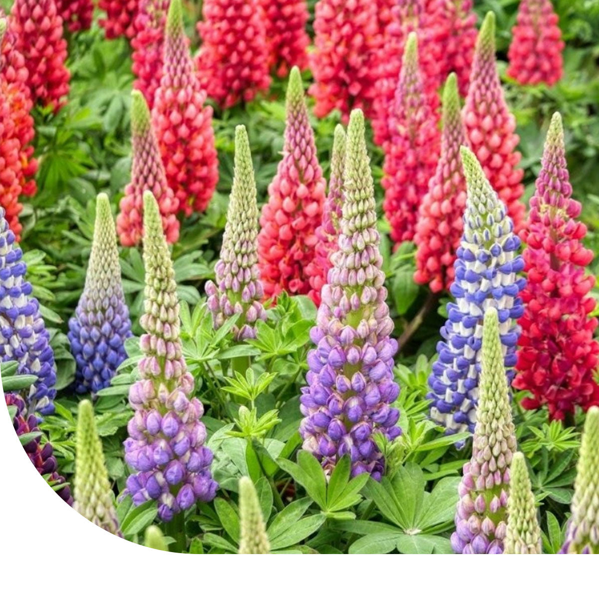 MRS Seeds & Mixtures Lupine - Lupinus Minarette mix