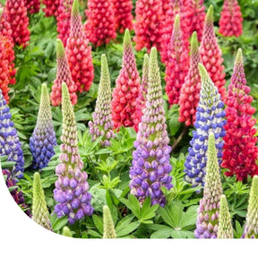 MRS Seeds & Mixtures Lupine - Lupinus Minarette mix