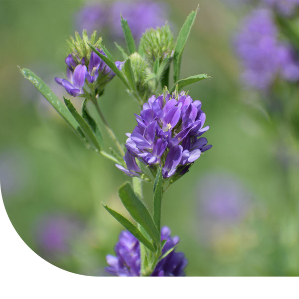 Luzerne - Medicago sativa kaufen?