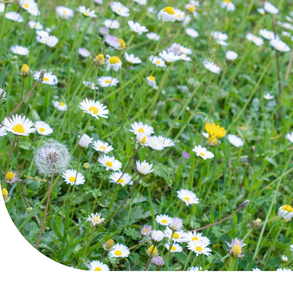 MRS Seeds & Mixtures M1 - Bloemrijk Graslandmengsel