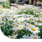 MRS Seeds & Mixtures Madeliefje - Bellis perennis