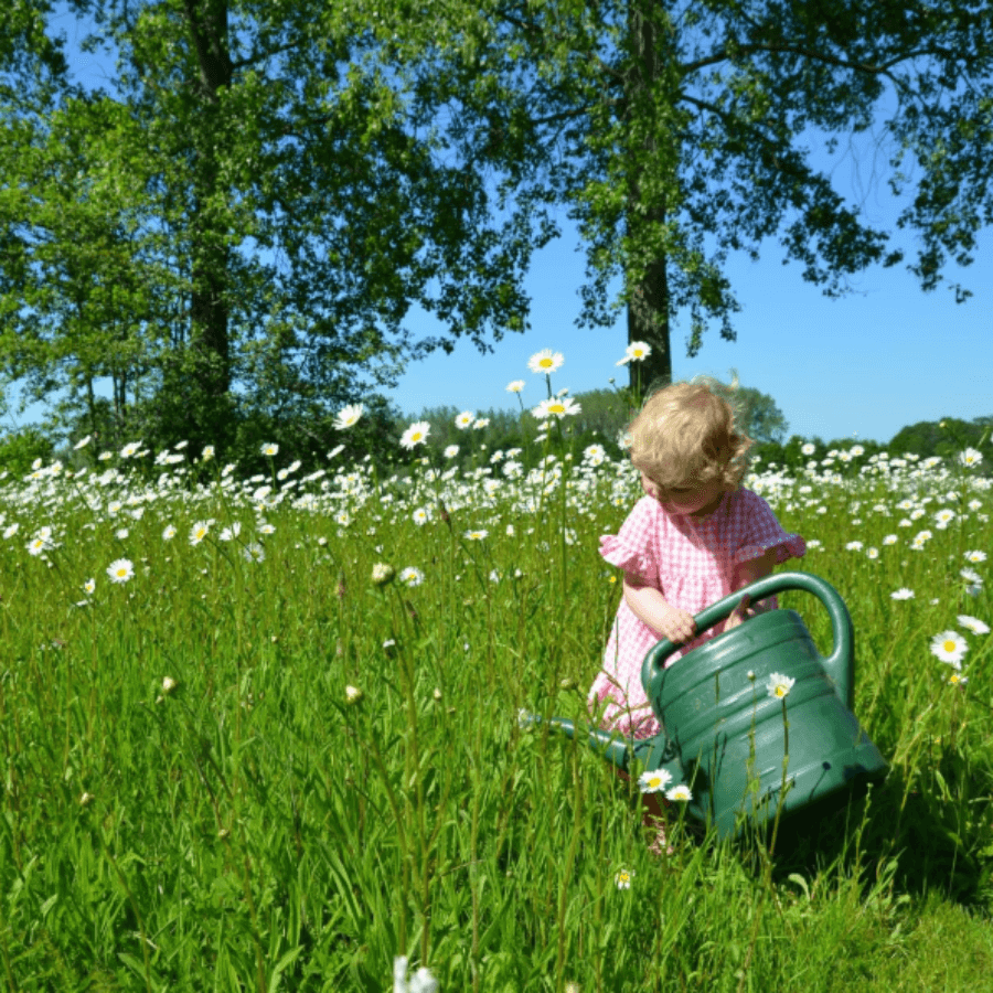 MRS Seeds & Mixtures Margrietenmengsel 1 - Inheems