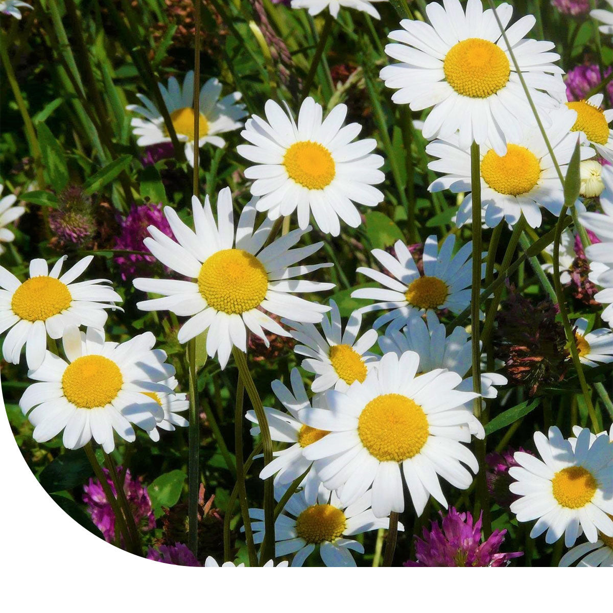 MRS Seeds & Mixtures Margrietenmengsel 1 - Inheems