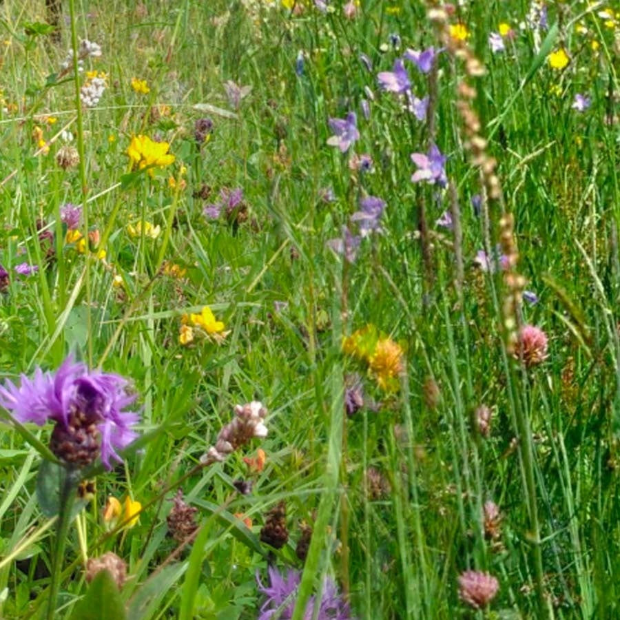 MRS Seeds & Mixtures Mélange d'herbes pour pâturages de chevaux [fr]