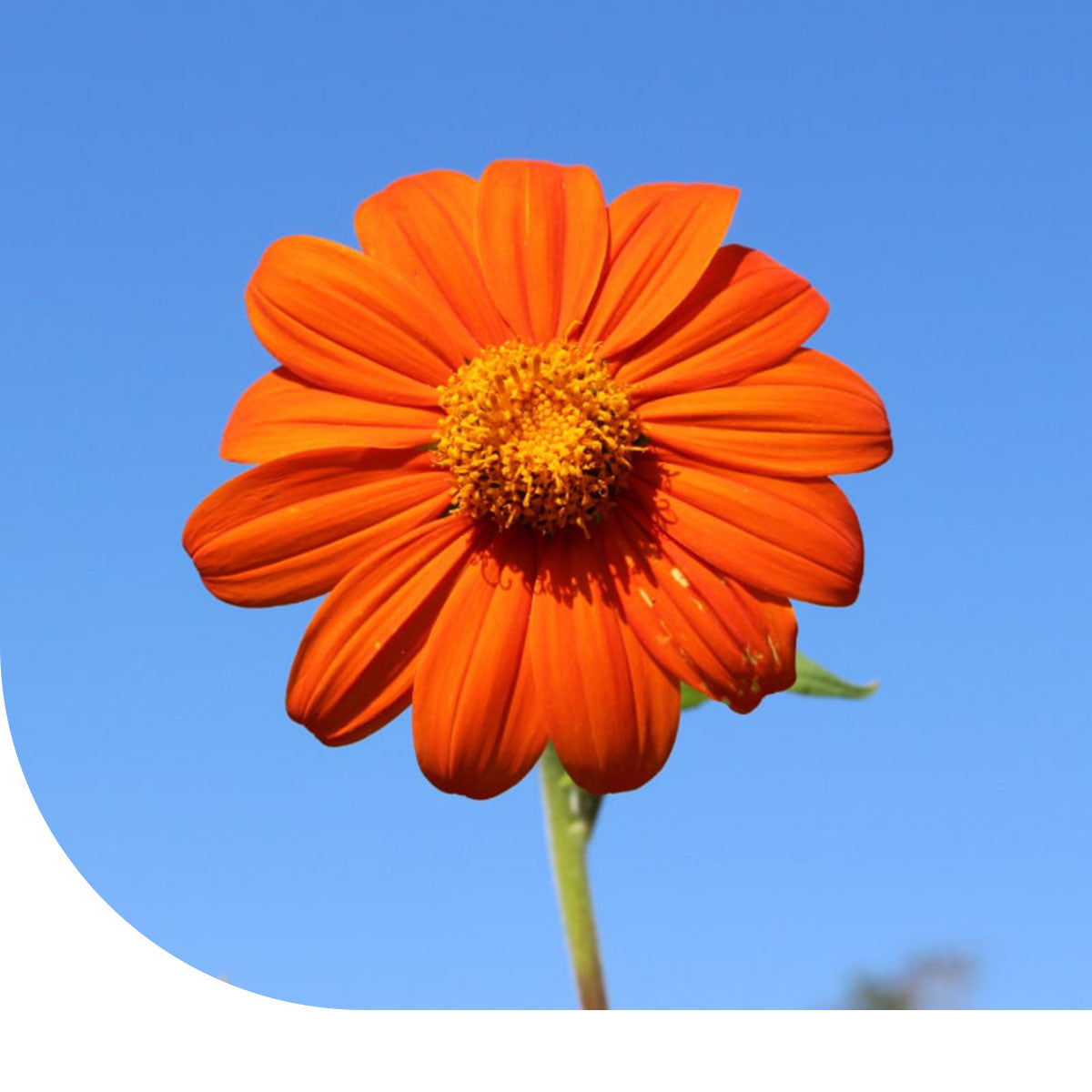 MRS Seeds & Mixtures Mexicaanse zonnebloem - Tithonia speciosa