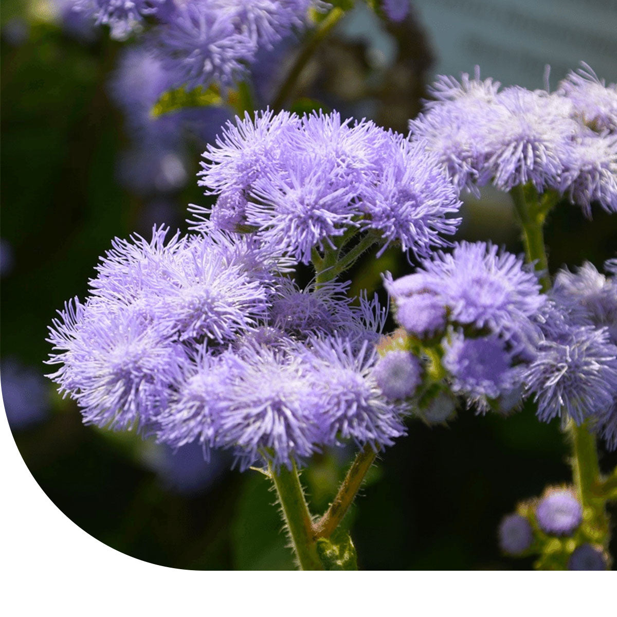 MRS Seeds & Mixtures Mexicaantje - Ageratum houstonianum mix