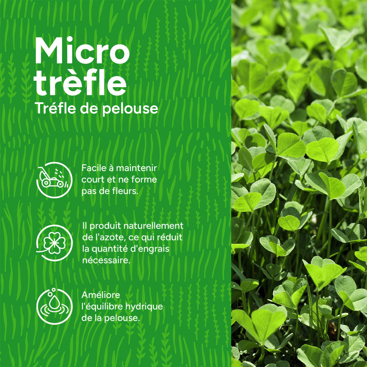 MRS Seeds & Mixtures Micro-trèfle – Trèfle de pelouse [fr]