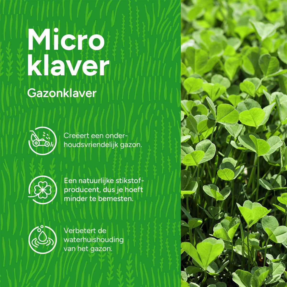 MRS Seeds & Mixtures Microklaver - Gazonklaver [nl]