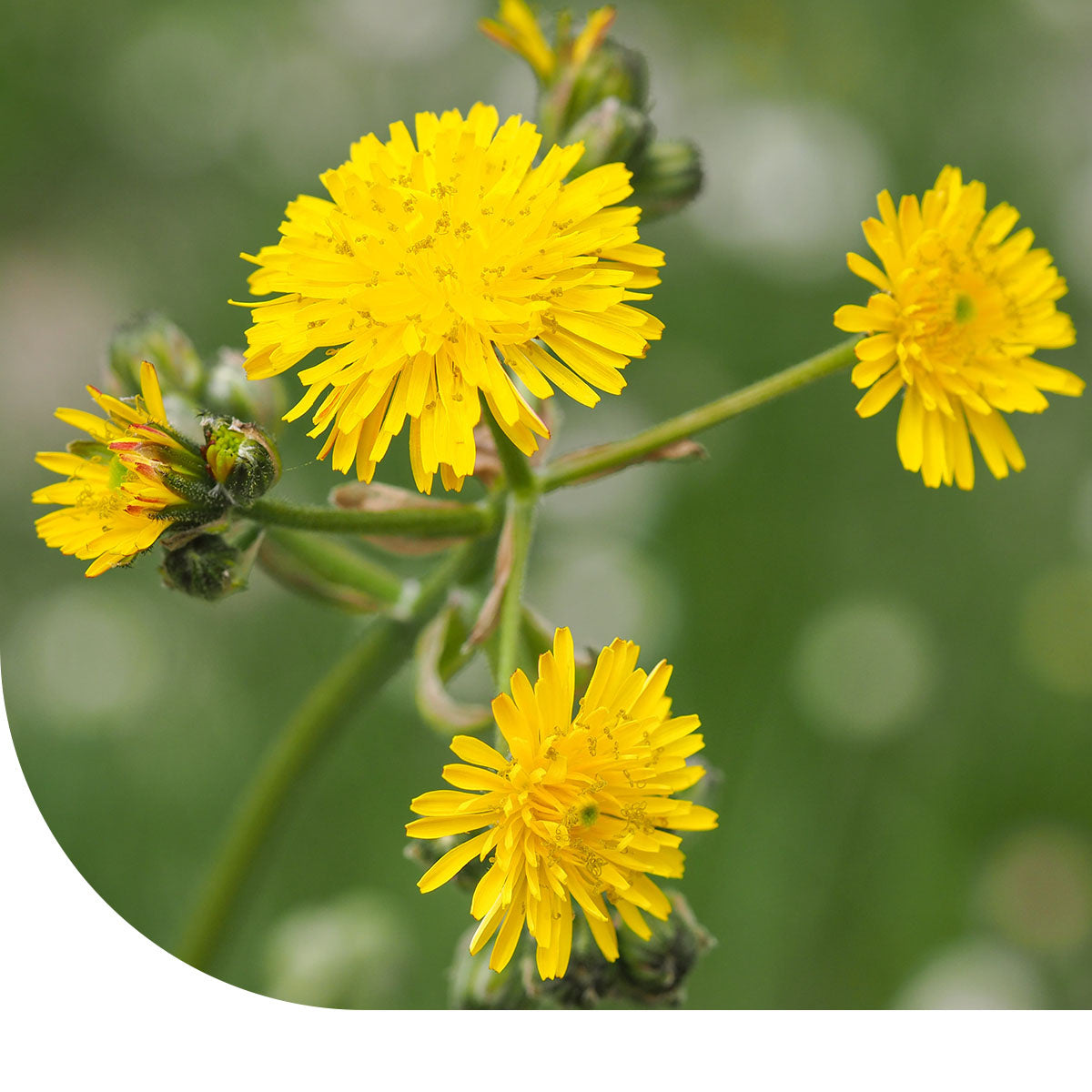 MRS Seeds & Mixtures Muizenoor – Hieracium pilosella [nl]