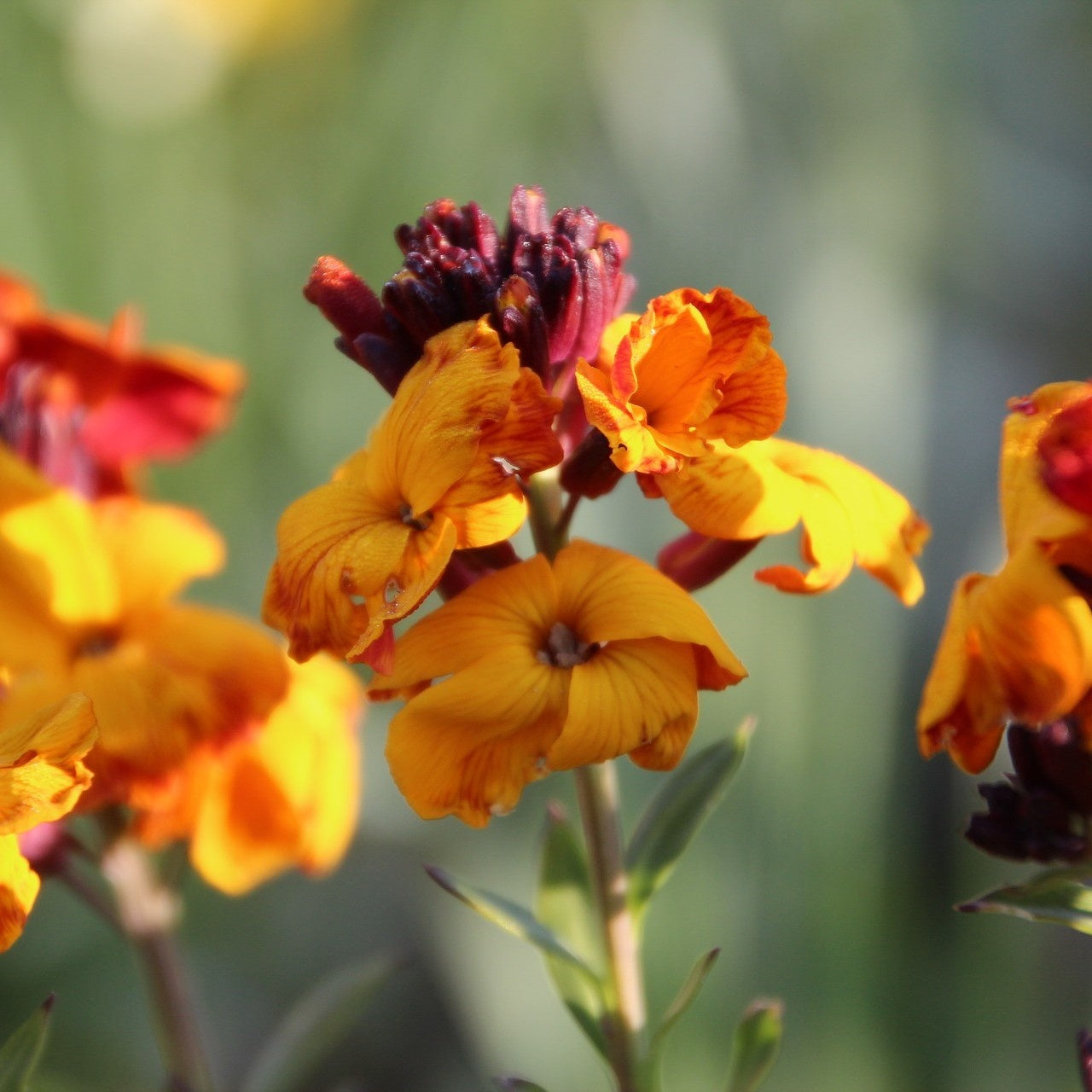 MRS Seeds & Mixtures Muurbloem - Erysimum Allioni [nl]