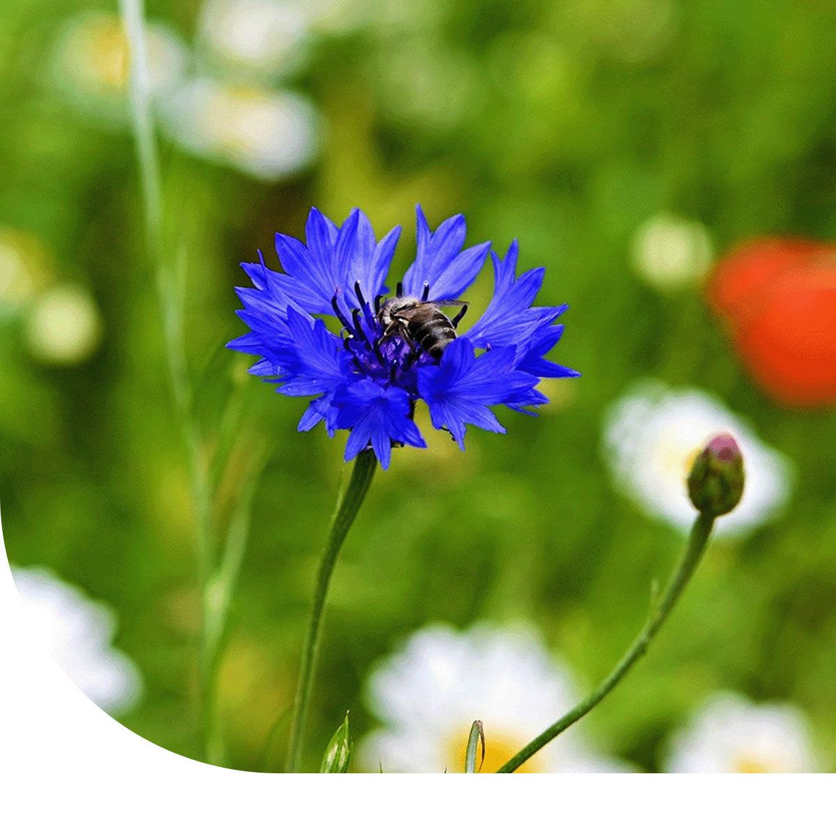 MRS Seeds & Mixtures N2 Inheems Bijenmengsel 1-en meerjarig