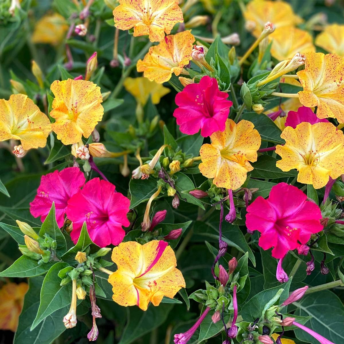 MRS Seeds & Mixtures Nachtschone - Mirabilis jalapa [nl]