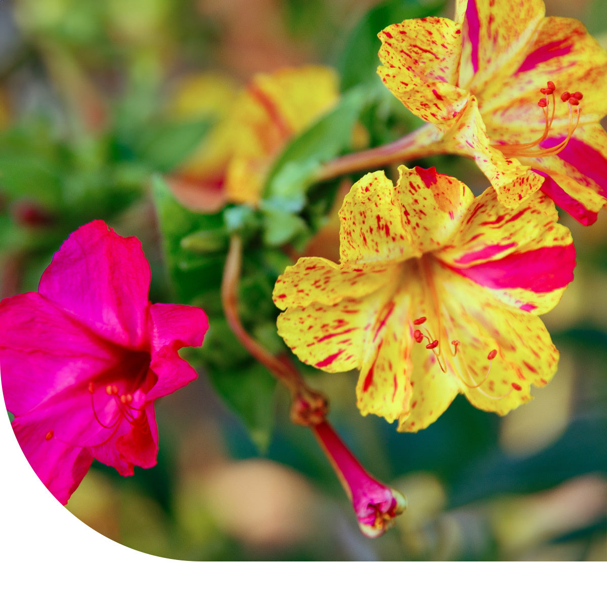 MRS Seeds & Mixtures Nachtschone - Mirabilis jalapa [nl]
