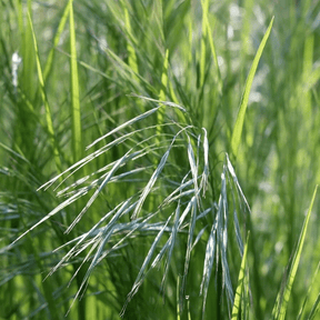 MRS Seeds & Mixtures NGW2 Middenschraal grasmengsel