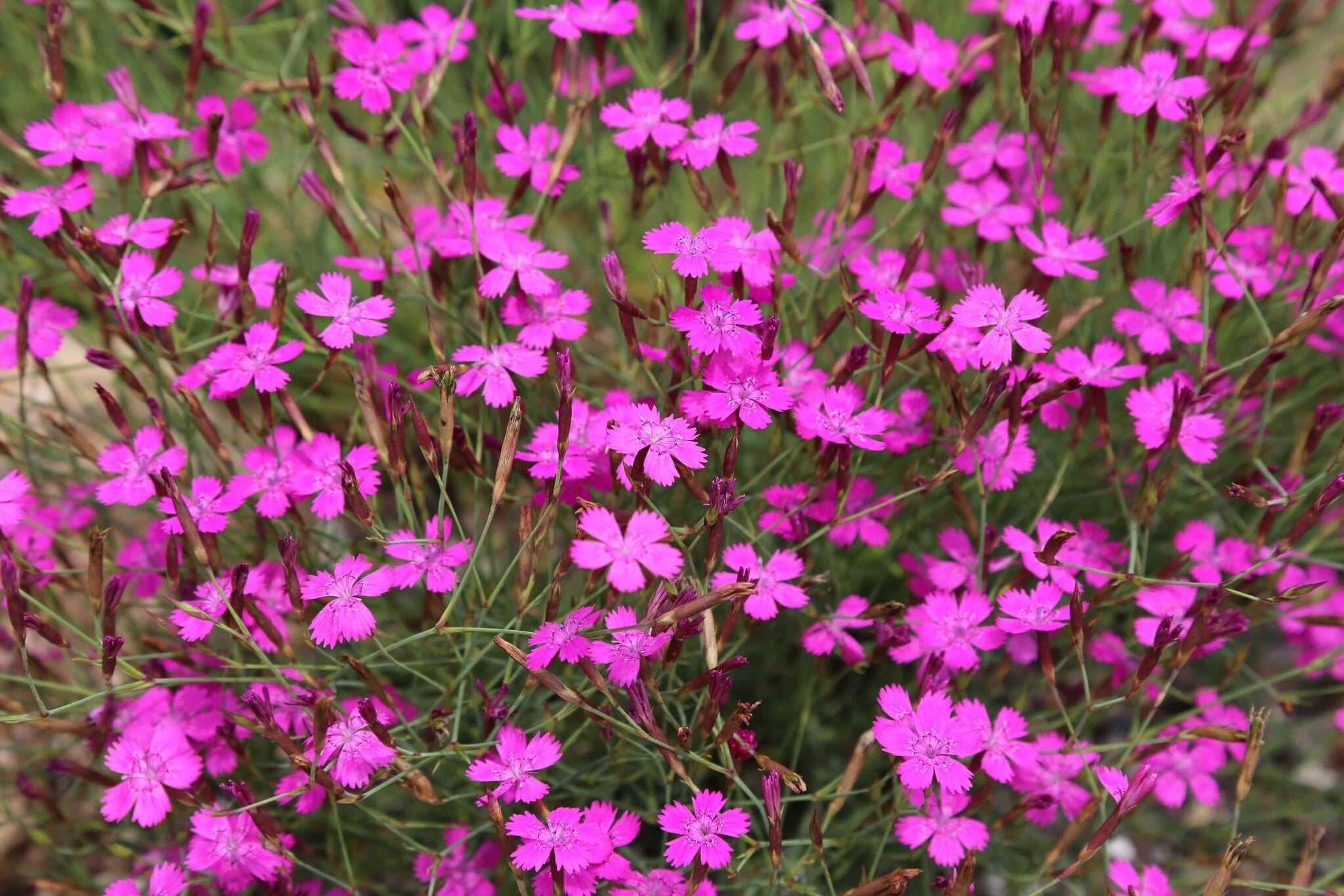 MRS Seeds & Mixtures Œillet à delta – Dianthus deltoides [fr]