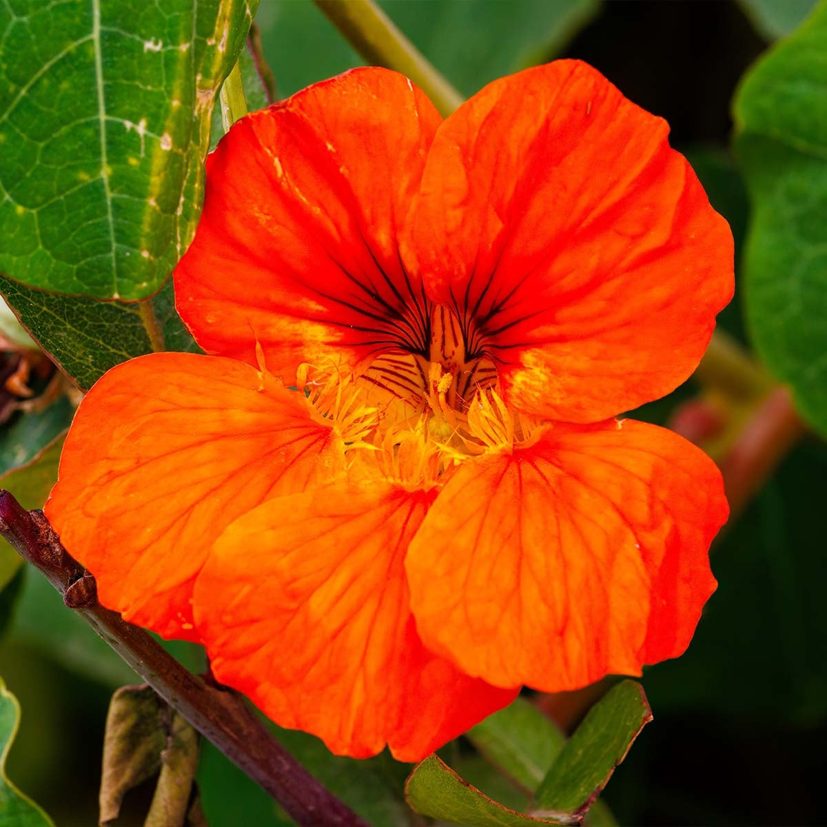 MRS Seeds & Mixtures Oost-Indische kers 'Glorious Gleam'