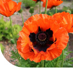 MRS Seeds & Mixtures Oosterse klaproos - Papaver orientale