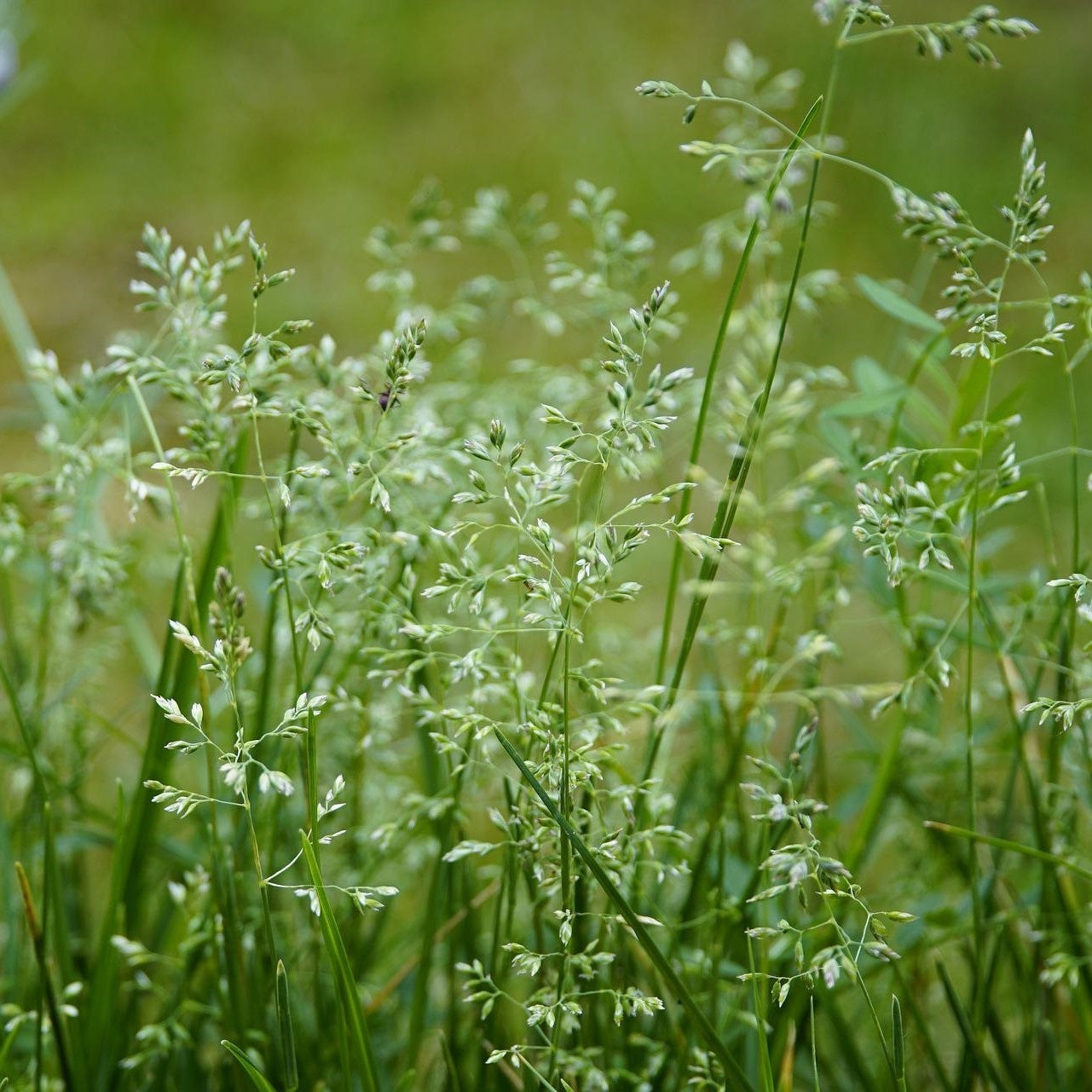 MRS Seeds & Mixtures Pâturin commun - Poa trivialis [fr]