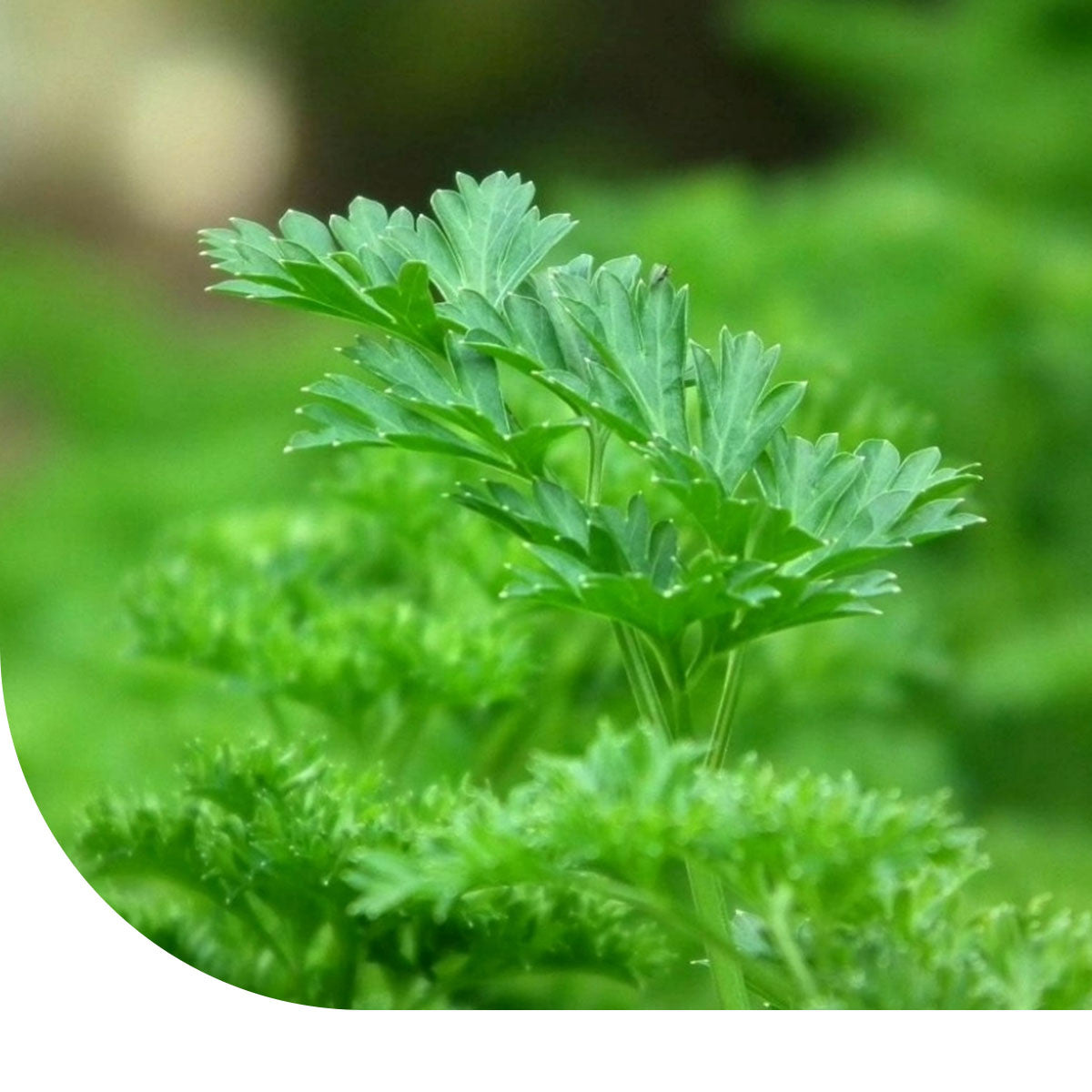 MRS Seeds & Mixtures Peterselie zaden - Amsterdamse Snij